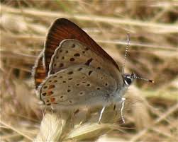 Attēlu rezultāti vaicājumam “Lycogala sphaeroconicum young”