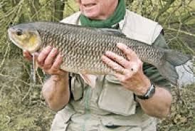 Image result for Thames Valley Angling