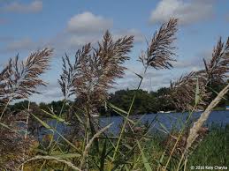 Attēlu rezultāti vaicājumam “Phragmites communis”