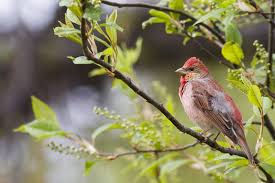Attēlu rezultāti vaicājumam “Carpodacus erythrinus adult”