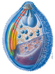 Attēlu rezultāti vaicājumam “Enteridium variabile plasmodium”