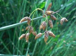 Attēlu rezultāti vaicājumam “Schoenoplectus lacustris subsp. glaucus bud”