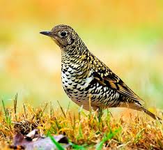 Image result for Zoothera dauma