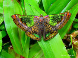 Attēlu rezultāti vaicājumam “Riodinidae”