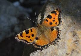 Attēlu rezultāti vaicājumam “Nymphalis xanthomelas larva”