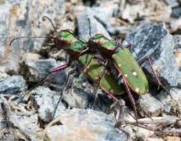 Attēlu rezultāti vaicājumam “Cicindela campestris imago”