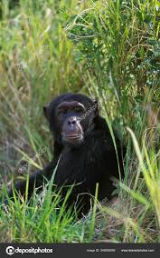 Attēlu rezultāti vaicājumam “Troglodytes troglodytes adult”