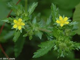 Attēlu rezultāti vaicājumam “Potentilla norvegica flower”
