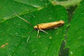 Attēlu rezultāti vaicājumam “Roeslerstammia erxlebella”