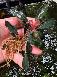 Risultati immagini per bucephalandra pinoh red stem