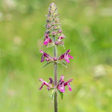 Attēlu rezultāti vaicājumam “Stachys sylvatica flower”