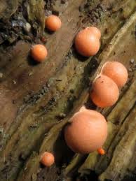 Attēlu rezultāti vaicājumam “Lycogala cf. convexum macro”