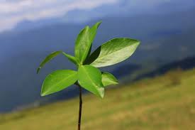 Attēlu rezultāti vaicājumam “Daphne mezereum leaf”