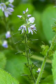Attēlu rezultāti vaicājumam “Veronica officinalis leaf”