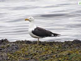 Attēlu rezultāti vaicājumam “Larus marinus adult”