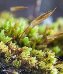 Attēlu rezultāti vaicājumam “Eurhynchium angustirete sporophyte”