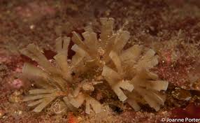 Attēlu rezultāti vaicājumam “Bryozoa”