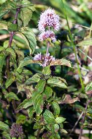 Image result for Mentha piperita