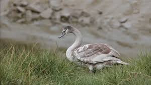 Attēlu rezultāti vaicājumam “Cygnus olor juvenile”