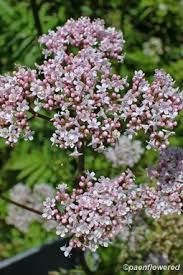 Attēlu rezultāti vaicājumam “Valeriana officinalis flower”