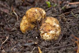 Attēlu rezultāti vaicājumam “Rhizopogon luteolus”