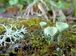 Attēlu rezultāti vaicājumam “Lophocolea minor macro”