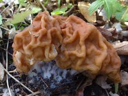 Attēlu rezultāti vaicājumam “Gyromitra”