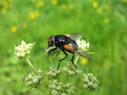 Attēlu rezultāti vaicājumam “Mesembrina meridiana”