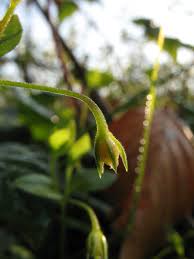 Attēlu rezultāti vaicājumam “Moehringia trinervia bud”