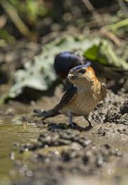 Image result for Cecropis daurica