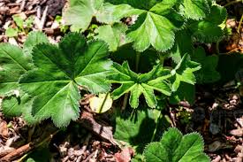Attēlu rezultāti vaicājumam “Alchemilla subcrenata”