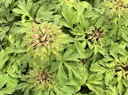 Attēlu rezultāti vaicājumam “Anemone nemorosa leaf”