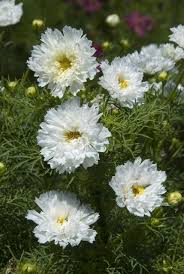 Image result for Cosmos bipinnatus `Double Click`
