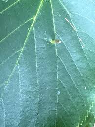 Attēlu rezultāti vaicājumam “Eriophyes tiliae”