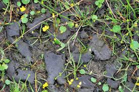 Attēlu rezultāti vaicājumam “Nostoc commune”