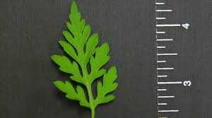Attēlu rezultāti vaicājumam “Ambrosia artemisiifolia leaf”