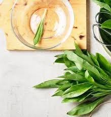 Attēlu rezultāti vaicājumam “Allium ursinum leaf”