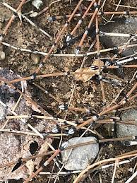 Attēlu rezultāti vaicājumam “Equisetum variegatum”