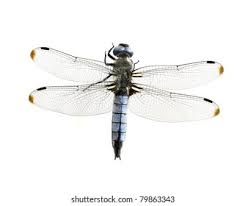 Attēlu rezultāti vaicājumam “Libellula fulva”