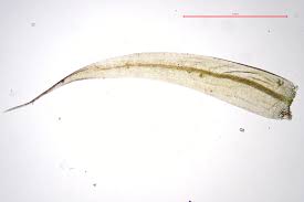 Attēlu rezultāti vaicājumam “Warnstorfia exannulata”