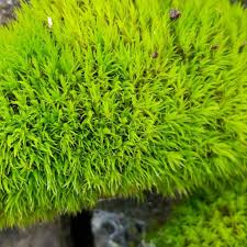 Attēlu rezultāti vaicājumam “Dicranum scoparium sporophyte”