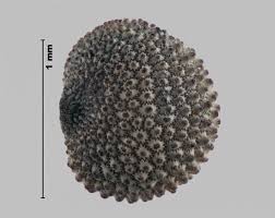 Attēlu rezultāti vaicājumam “Silene latifolia subsp. alba”