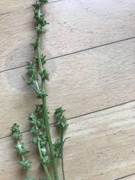 Attēlu rezultāti vaicājumam “Atriplex littoralis leaf”