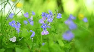 Attēlu rezultāti vaicājumam “Viola uliginosa bud”