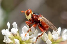 Attēlu rezultāti vaicājumam “Tetanops myopina”