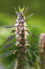 Attēlu rezultāti vaicājumam “Leonurus cardiaca leaf”