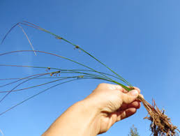 Attēlu rezultāti vaicājumam “Juncus nastanthus”