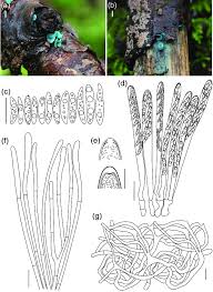 Attēlu rezultāti vaicājumam “Chlorociboria aeruginascens”