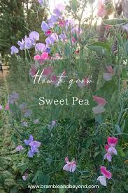 Image result for Lathyrus odoratus