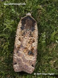 Attēlu rezultāti vaicājumam “Noctua pronuba”